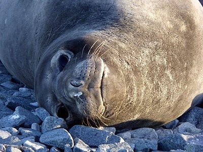 Weddell seal near Rothera Station.