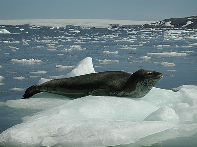 Leopard seal 