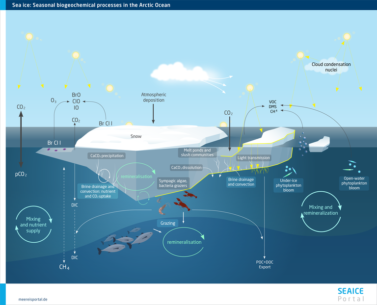 Sea ice: Seasonal biogeochemical processes in the Arctic Ocean.
