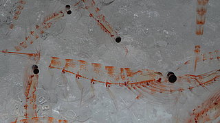 Forms and colours of Antarctic fauna, here: krill.
