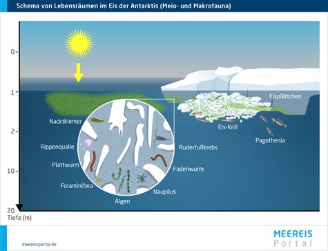 Schema von dominanten Lebensräumen von Meio- und Makrofauna im Eis in der Antarktis.