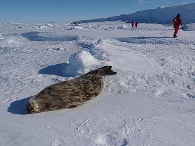 Approaching a Weddell seal.