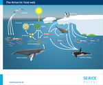 An overview of the Antarctic food web.
