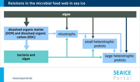 Main relations in the microbial food web in sea ice.