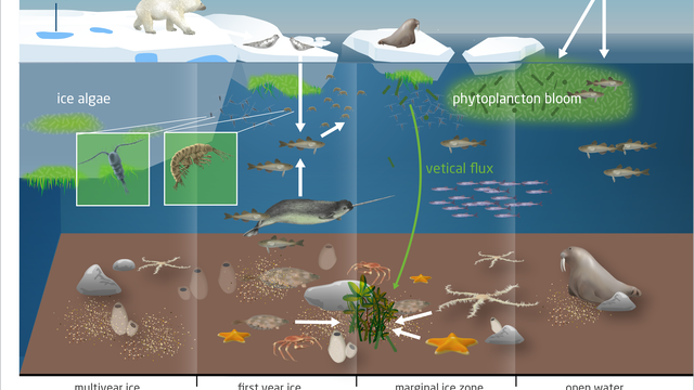 An overview of the Arctic food web with its three major habitats.
