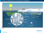 Schema von dominanten Lebensräumen von Meio- und Makrofauna im Eis in der Arktis.