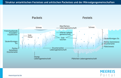 Stark vereinfachte Darstellung Struktur von Packeis (links) und von Festeis (rechts) in der Arktis und Antarktis und den Orten der Mikroalgengemeinschaften.