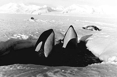 Schwertwale vor der Antarktischen Halbinsel.