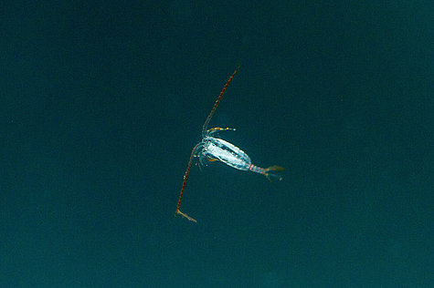 Antarctic copepod: a pelagic visitor to the under-ice habitat.