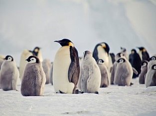 Emperor penguins and their young in a breeding colony.