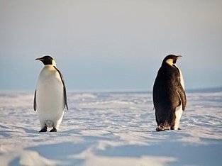 Two emperor penguins in the Antarctic.