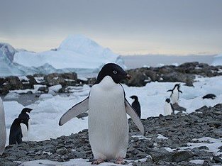 Adeliepinguin, hier in Nähe der Rothera-Station, Antarktis,