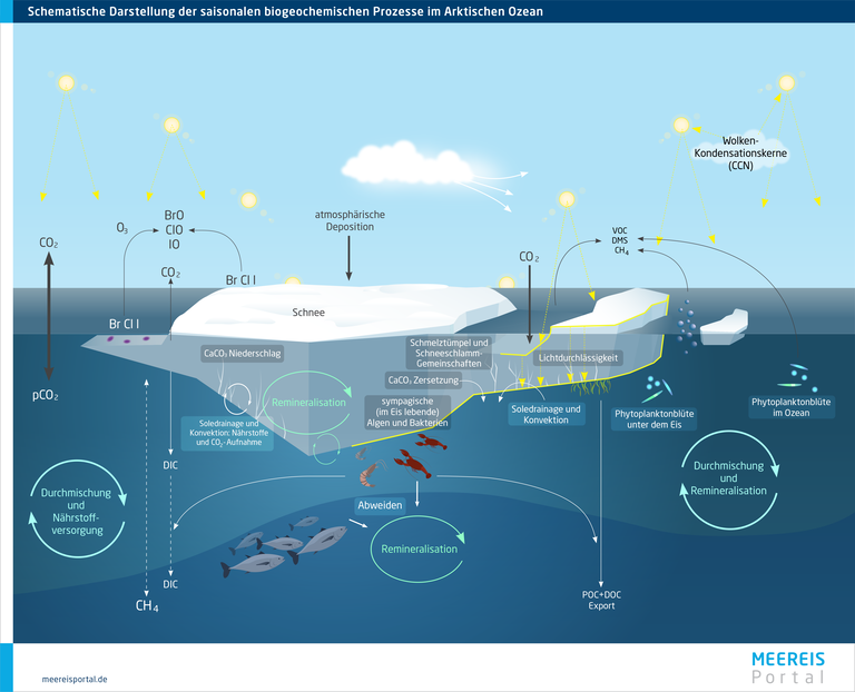 Schema der saisonalen biogeochemischen Prozesse des Meereises im Arktischen Ozean.