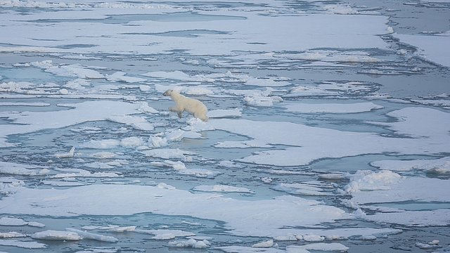 Polar bear on an ice floe.