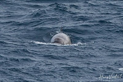 Southern bottlenose whale