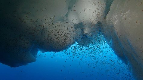 Ein Schwarm von Larven des Antarktischen Krill.
