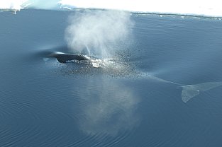 Grönlandwal