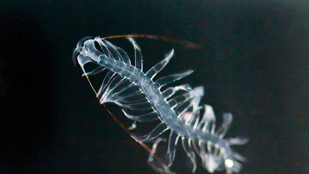 Polychaete photo taken in an aquarium on board the Polarstern.
