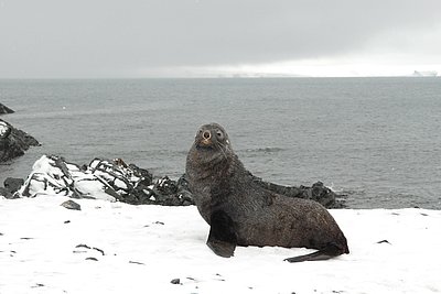 Antarctic fur seal 