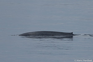 Antarktischer Blauwal 