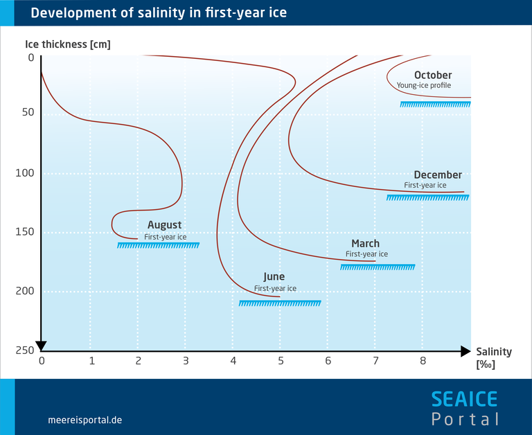 Development of salinity in first-year sea-ice profiles in the form of characteristic c-shaped curves.