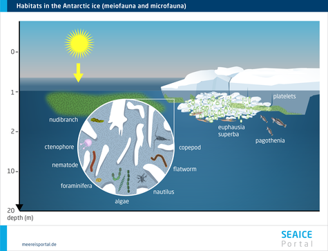 Schema of main habitats for meiofauna and macrofauna in the Antarctic ice.