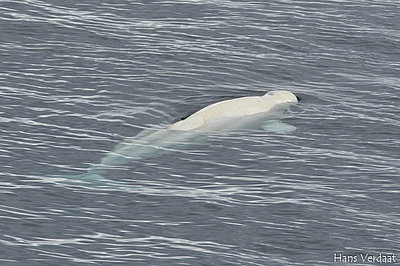 Beluga whale 