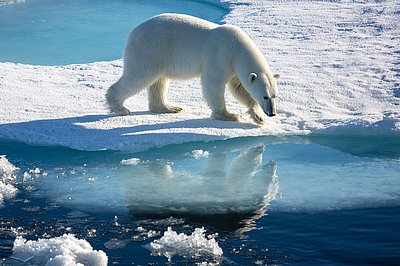 Ein Eisbär auf arktischem Meereis.