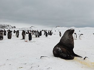 Antarktische Pelzrobbe