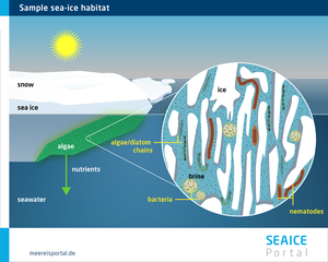 Sample sea-ice habitat. 