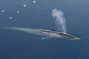 Antarktischer Blauwal