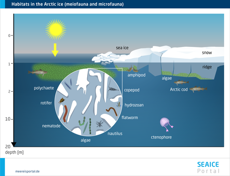 Schema of main habitats for meiofauna and microfauna in the Arctic ice.