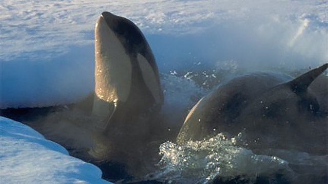 Orcas near the Antarctic Peninsula