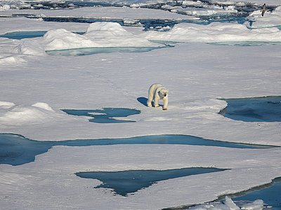 Ein Eisbär auf arktischem Meereis mit Schmelztümpeln.