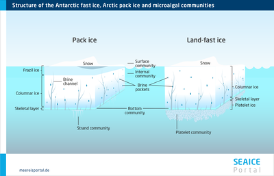 Simplified representation of the structures of pack ice (left) and fast ice (right) in the Arctic and Antarctic, and of the areas with the largest microalgae communities.